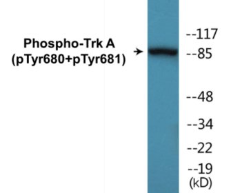 Phospho-Trk A (Tyr680+Tyr681) Colorimetric Cell-Based ELISA Kit