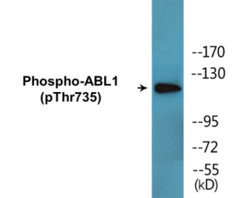 Phospho-ABL1 (Thr735) Colorimetric Cell-Based ELISA Kit