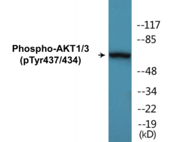 Phospho-AKT1/3 (Tyr437/434) Colorimetric Cell-Based ELISA Kit