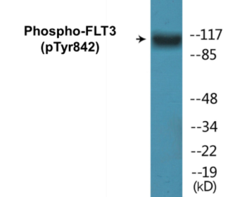 Phospho-FLT3 (Tyr842) Colorimetric Cell-Based ELISA Kit