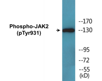 Phospho-JAK2 (Tyr931) Colorimetric Cell-Based ELISA Kit