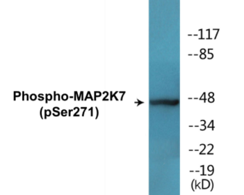 Phospho-MAP2K7 (Ser271) Colorimetric Cell-Based ELISA Kit