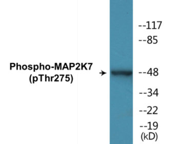 Phospho-MAP2K7 (Thr275) Colorimetric Cell-Based ELISA Kit