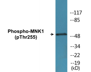 Phospho-MNK1 (Thr255) Colorimetric Cell-Based ELISA Kit
