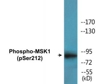 Phospho-MSK1 (Ser212) Colorimetric Cell-Based ELISA Kit
