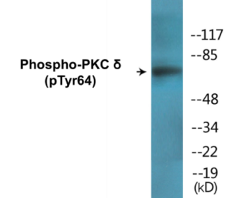 Phospho-PKC delta (Tyr64) Colorimetric Cell-Based ELISA Kit
