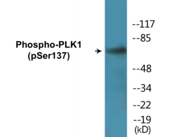 Phospho-PLK1 (Ser137) Colorimetric Cell-Based ELISA Kit