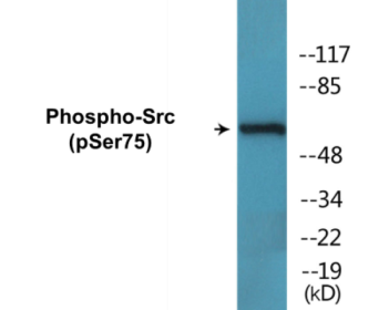 Phospho-Src (Ser75) Colorimetric Cell-Based ELISA Kit