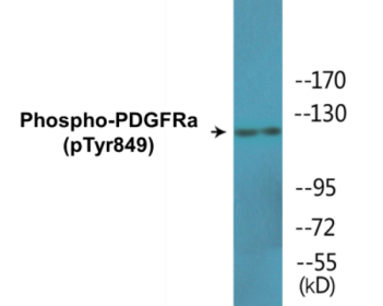Phospho-PDGFRa (Tyr849) Colorimetric Cell-Based ELISA Kit