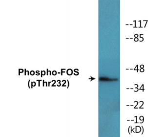 Phospho-FOS (Thr232) Colorimetric Cell-Based ELISA Kit