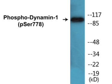 Phospho-Dynamin-1 (Ser778) Colorimetric Cell-Based ELISA Kit
