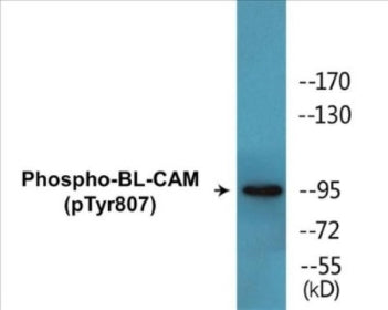 Phospho-BL-CAM (Tyr807) Colorimetric Cell-Based ELISA Kit