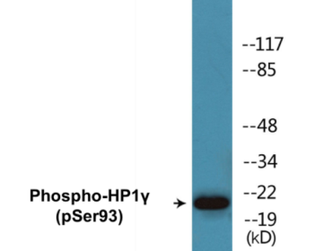 Phospho-HP1gamma (Ser93) Colorimetric Cell-Based ELISA Kit