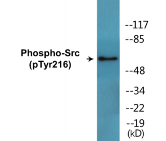 Phospho-Src (Tyr216) Colorimetric Cell-Based ELISA Kit