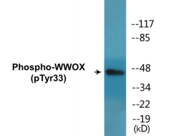 Phospho-WWOX (Tyr33) Colorimetric Cell-Based ELISA Kit