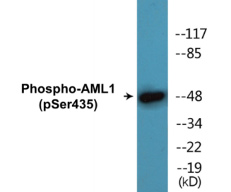 Phospho-AML1 (Ser435) Colorimetric Cell-Based ELISA Kit