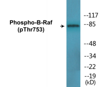 Phospho-B-Raf (Thr753) Colorimetric Cell-Based ELISA Kit