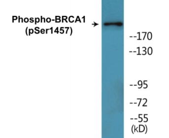 Phospho-BRCA1 (Ser1457) Colorimetric Cell-Based ELISA Kit