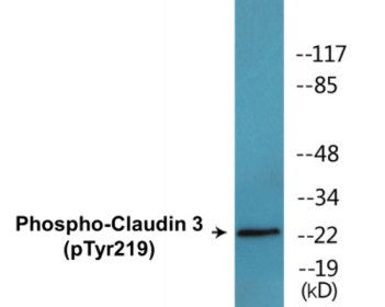 Phospho-Claudin 3 (Tyr219) Colorimetric Cell-Based ELISA Kit