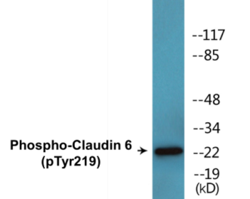 Phospho-Claudin 6 (Tyr219) Colorimetric Cell-Based ELISA Kit