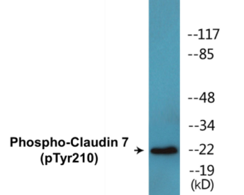 Phospho-Claudin 7 (Tyr210) Colorimetric Cell-Based ELISA Kit