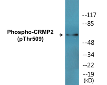 Phospho-CRMP2 (Thr509) Colorimetric Cell-Based ELISA Kit