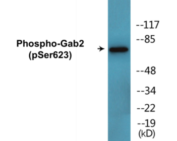 Phospho-Gab2 (Ser623) Colorimetric Cell-Based ELISA Kit