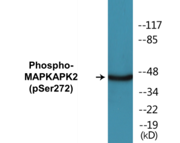 Phospho-MAPKAPK2 (Ser272) Colorimetric Cell-Based ELISA Kit