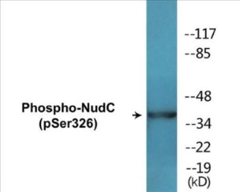 Phospho-NudC (Ser326) Colorimetric Cell-Based ELISA Kit