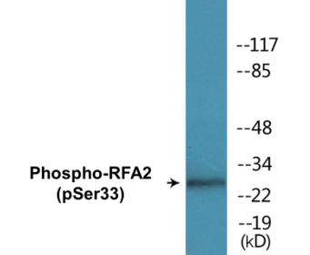 Phospho-RFA2 (Ser33) Colorimetric Cell-Based ELISA Kit