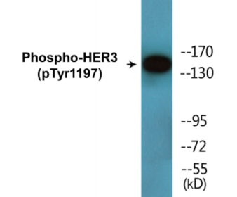 Phospho-HER3 (Tyr1197) Colorimetric Cell-Based ELISA Kit