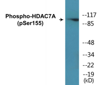 Phospho-HDAC7A (Ser155) Colorimetric Cell-Based ELISA Kit