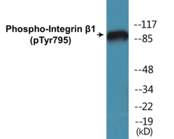 Phospho-Integrin beta1 (Tyr795) Colorimetric Cell-Based ELISA Kit