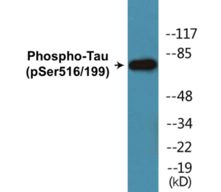 Phospho-Tau (Ser516/199) Colorimetric Cell-Based ELISA Kit
