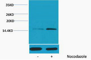 Histone H4 (Phospho-Ser1) Colorimetric Cell-Based ELISA Kit