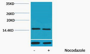 Histone H4 (Phospho-Thr80) Colorimetric Cell-Based ELISA Kit