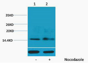 Histone H1 (Phospho-Ser1) Colorimetric Cell-Based ELISA Kit