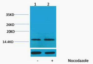 Histone H1 (Phospho-Thr17) Colorimetric Cell-Based ELISA Kit