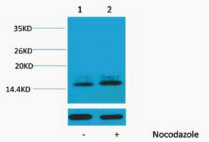 Histone H1 (Phospho-Thr3) Colorimetric Cell-Based ELISA Kit