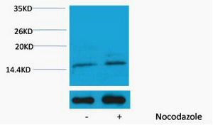 Histone H3 (Phospho-Ser10) Colorimetric Cell-Based ELISA Kit