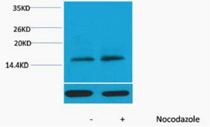 Histone H3 (Phospho-Thr11) Colorimetric Cell-Based ELISA Kit