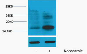 Histone H3 (Phospho-Thr118) Colorimetric Cell-Based ELISA Kit