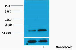 Histone H3 (Phospho-Thr3) Colorimetric Cell-Based ELISA Kit