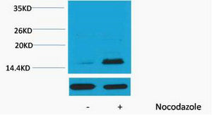 Histone H3 (Phospho-Thr32) Colorimetric Cell-Based ELISA Kit