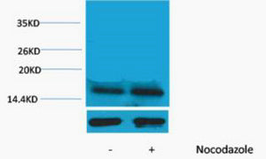 Histone H3 (Phospho-Thr45) Colorimetric Cell-Based ELISA Kit