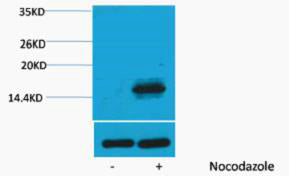 Histone H3 (Phospho-Thr6) Colorimetric Cell-Based ELISA Kit