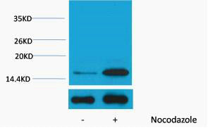 Histone H3 (Phospho-Tyr41) Colorimetric Cell-Based ELISA Kit