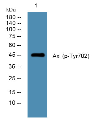 Axl (Phospho-Tyr702) Colorimetric Cell-Based ELISA Kit