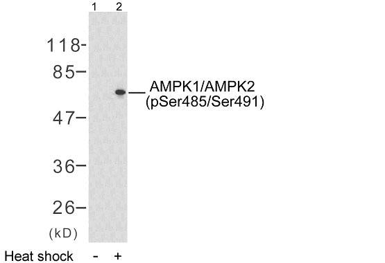 AMPKalpha1 (Phospho-Ser485) Colorimetric Cell-Based ELISA Kit