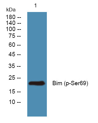 Bim (Phospho-Ser69) Colorimetric Cell-Based ELISA Kit